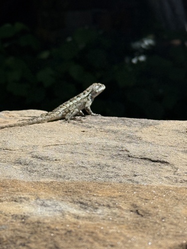 Featured image for “Texas Spiny Lizard”