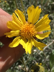Encelia actoni