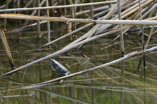 Mauremys leprosa