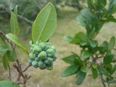 Annona maritima