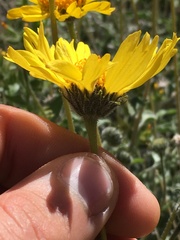 Encelia actoni
