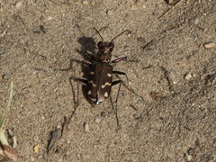 Cicindela soluta