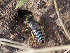 Bembix citripes