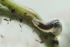 Episyrphus balteatus