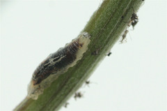 Episyrphus balteatus