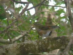 Microspingus cabanisi