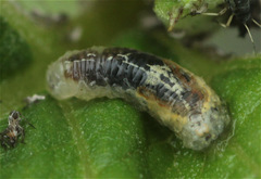 Episyrphus balteatus