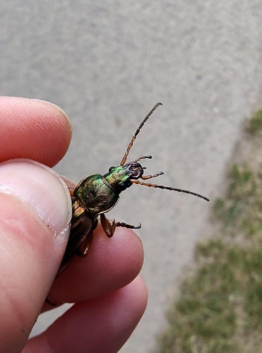 Golden Ground Beetle