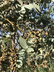 Eucalyptus melanophloia