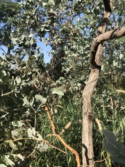 Eucalyptus melanophloia