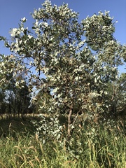 Eucalyptus melanophloia