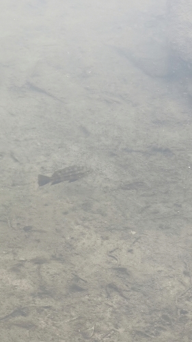 Redbelly Tilapia