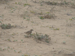 Geositta cunicularia