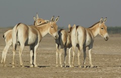 Equus hemionus khur