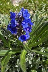 Cynoglottis barrelieri, photograph (c) Arianna, some rights reserved (CC BY)