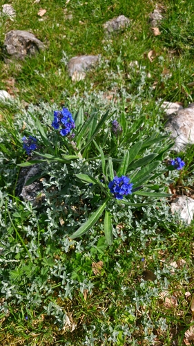 Cynoglottis barrelieri, photograph 5
