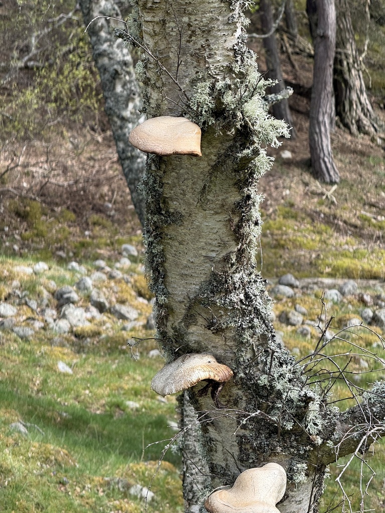 Fomitopsis betulina · May 2026 · photo: © scottshanks (iNaturalist, cc0)