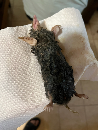 Eastern Mole observed by bfmelton9