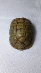 Testudo kleinmanni
