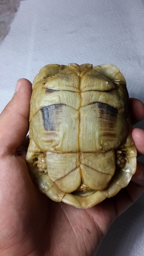 Egyptian Tortoise