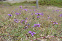 Glandularia selloi
