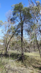 Lysicarpus angustifolius