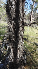 Lysicarpus angustifolius