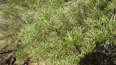 Lysicarpus angustifolius