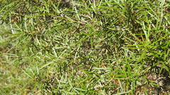 Lysicarpus angustifolius