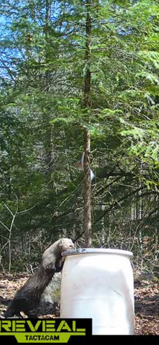 Fisher observed by gbogle