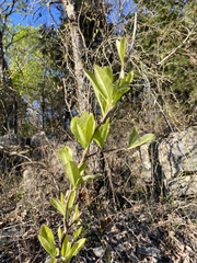 Sideroxylon lycioides