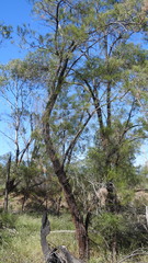 Allocasuarina inophloia