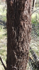 Allocasuarina inophloia
