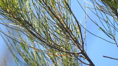 Allocasuarina inophloia