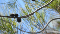 Allocasuarina inophloia