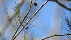 Allocasuarina inophloia