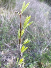 Sideroxylon lycioides