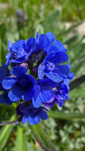 Cynoglottis barrelieri, photograph 6