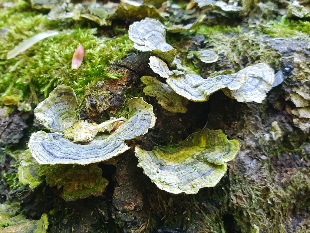 Trametes versicolor · May 2026 · photo: © amataphegea (iNaturalist, cc-by)