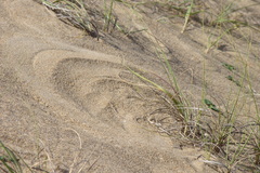 Panicum racemosum