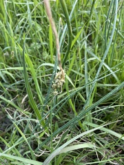 Carex muehlenbergii