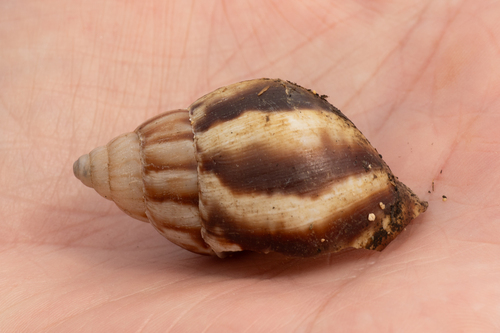 Lissachatina fulica