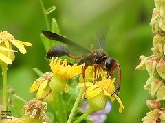 Isodontia exornata