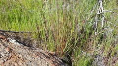 Poa secunda secunda
