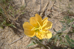 Oenothera mollissima