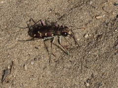 Cicindela soluta