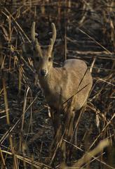 Axis porcinus