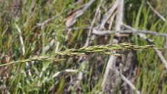 Poa secunda secunda