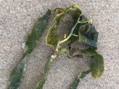 Caulerpa prolifera