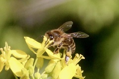 Apis mellifera